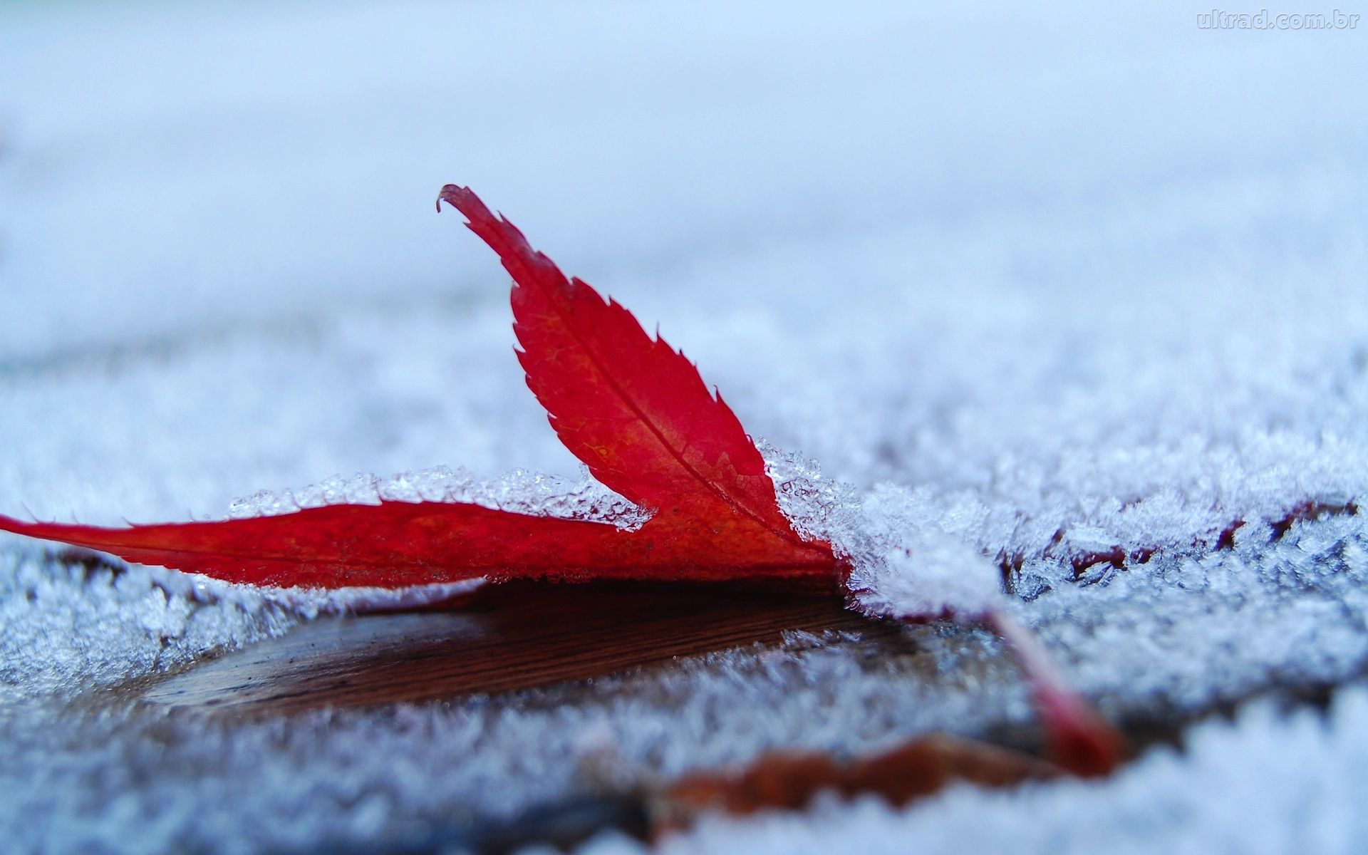 Risultati immagini per inverno