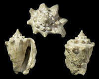 Fonte: Museo Geologia e Paleontologia, Università di Padova